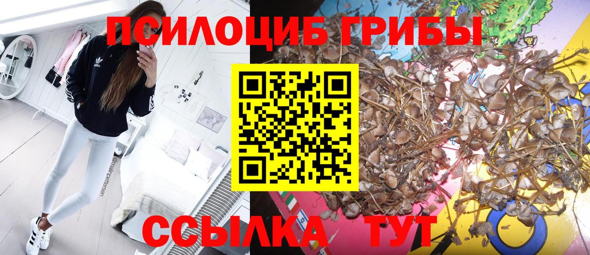 Псилоцибиновые грибы Psilocybine cubensis  Гурьевск 